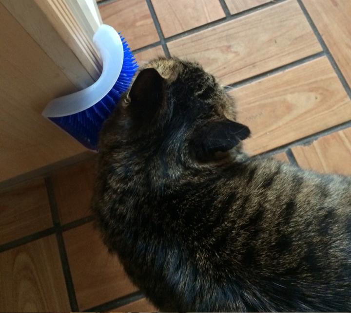 Cat Self-Grooming Brush